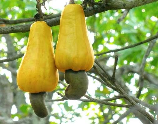 Cashew — KSR Exports